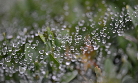 Water drops - nature, green, dew, water drops