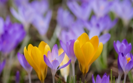 Crocuses - flower, pink, spring, yellow, crocus