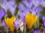 Crocuses