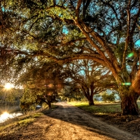 Trees by the River