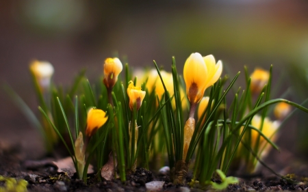 lovely yellow crocuses - nature, crocuses, yellow, flowers, lovely, spring