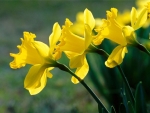 beautiful yellow daffodils