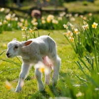 Lamb in daffodil garden