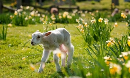 Lamb in daffodil garden - flowers, sheep, garden, spring, daffodils, lamb, animals