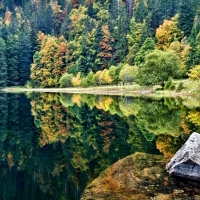 Trees on a Lake