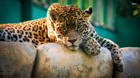 lazy leopard on a rock - rock, leopard, feline, cat