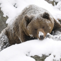 brown bear in snow