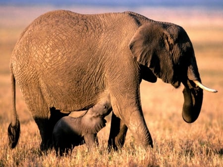 cow and calf - calf, cow, field, elephant