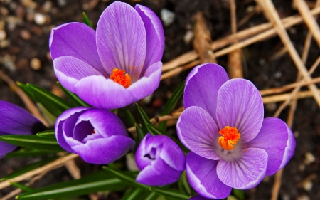 Spring flowers - flowers, pretty, beautiful, spring, lovely, freshness, crocus