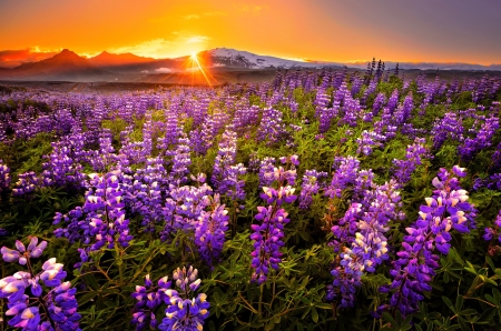 Purple field - rays, sky, sunset, field, glow, amazing, purple, fiery, beautiful, flowers, sunrise