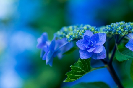 Beautiful Blue Hydrangeas! - flowers, nature, blue, beautiful