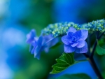 Beautiful Blue Hydrangeas!