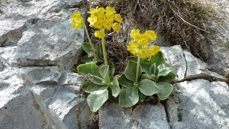 Flowers of the Alps - alps, nature, mountains, flowers