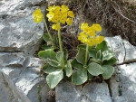 Flowers of the Alps