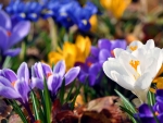 colorful crocuses