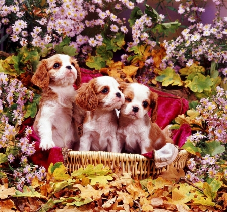 pups among flowers - dogs, pups, flowers, animals