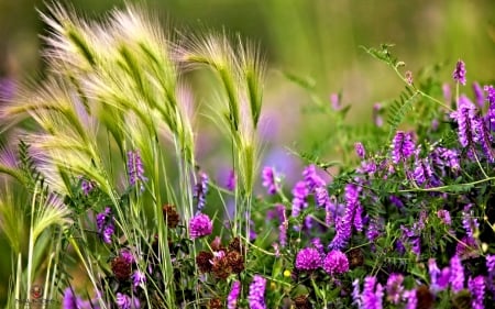 Field Flowers - nature, field, flowers, pretty