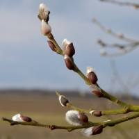 First Signs of Spring