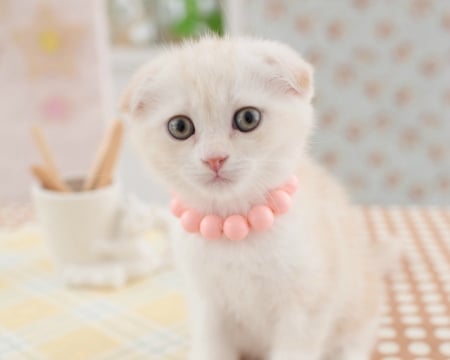 Miss Kitty - white, animalcat, necklece, sweet, beads, cute, kitten