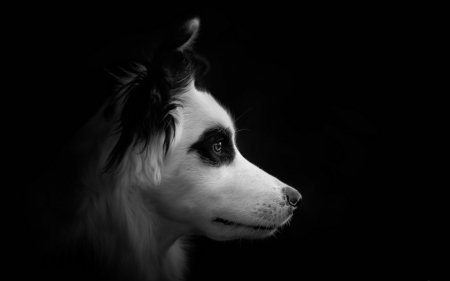 Dog - white, animal, black, spot, australian shepherd, bw, dog