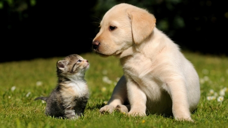 Best Friends - animal, kitten, dog, puppy, friend, cat