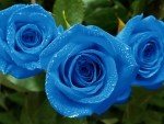 Drops on Blue Roses