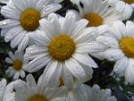 Daisies!