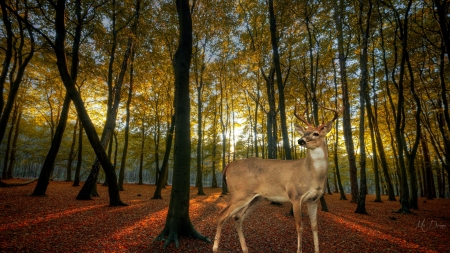 Deer Season - autumn, fall, buck, trees, forest, woods, leaves, deer