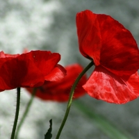 Poppies