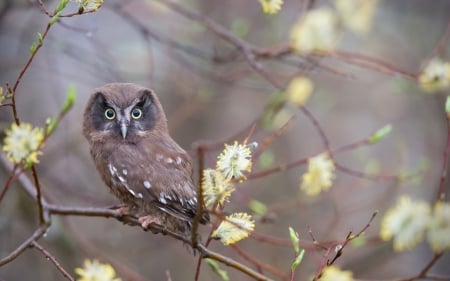 Owl - trees, grey, animal, flowers, owl, fly, bird