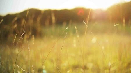 Nature - nature, field, sunlight, grass