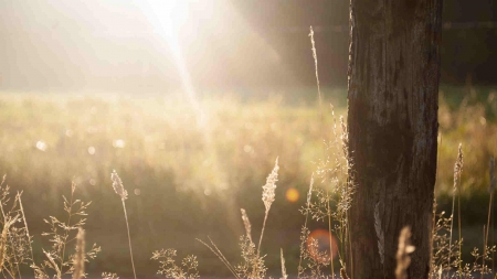 Nature - sunlight, grass, nature, woods