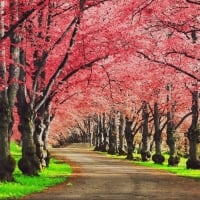 Pink Pathway