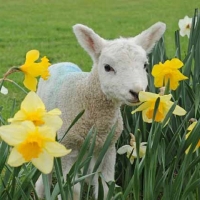 Lamb in daffodils