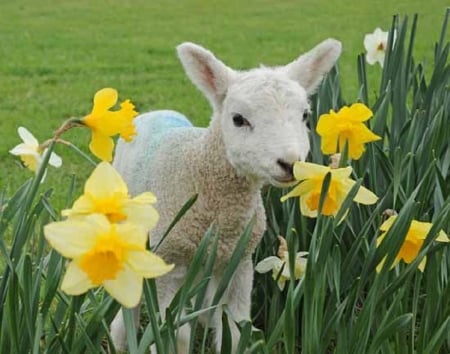 Lamb in daffodils - sheep, garden, daffodils, lamb, animals