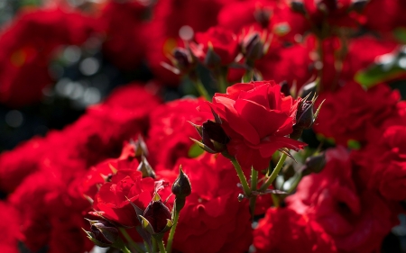 Red Roses - blossoms, garden, buds, petals, plant