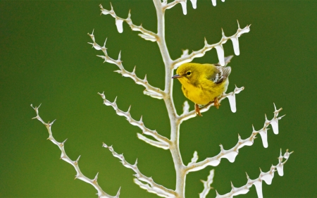 Morning cold - white, pasare, bird, cute, yellow, ice, branch, green