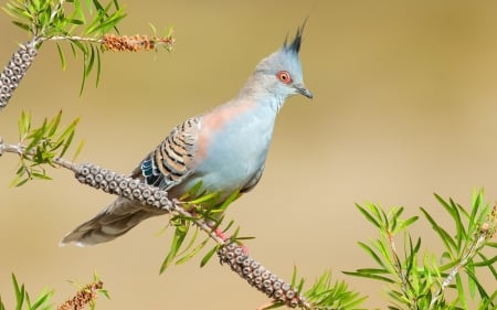 Dove - dove, gugustiuc, branch, exotique, flower, pasare, bird