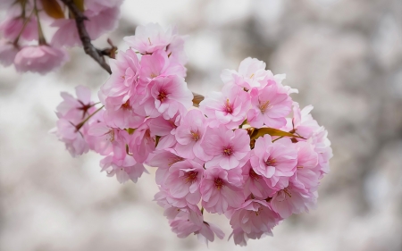 Sakura - white, cherry blossom, sakura, spring, flower, pink