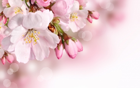 Happy Spring! - card, flower, cherry blossom, pink, spring, sakura