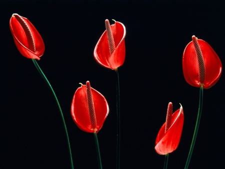 Red callas - red, flower, calla, black