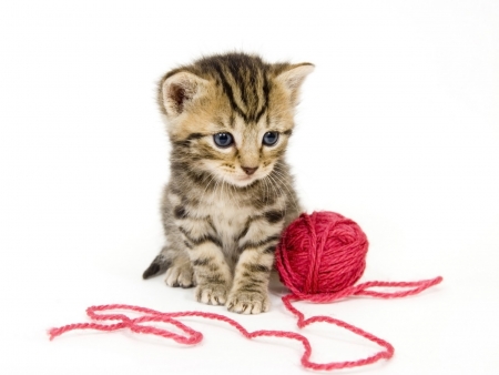 Kitten - cat, pisica, kitten, white, red, animal, sweet, wool ball, cute