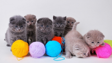 Kittens - colorful, animal, kitten, cute, sweet, cat, wool ball