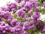 Lilacs