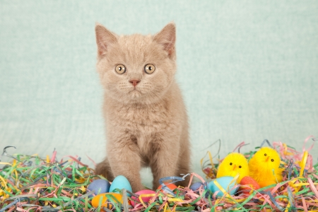 Happy Easter! - yellow, blue, sweet, cat, easter, animal, kitten, cute, egg