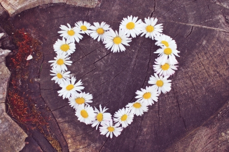 Heart of Daisies!