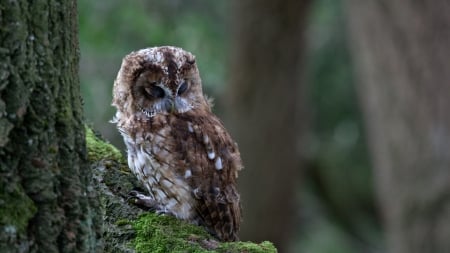 Sleepy Owl - resting, forest, raptor, tree, wildlife