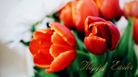 Easter Tulips F - Sunday, occasion, beautiful, photography, March, photo, Easter, wide screen, tulips, holiday