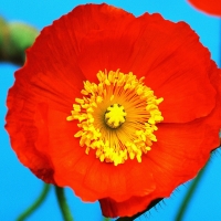 Red Poppy