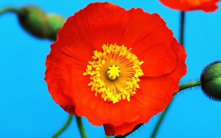 Red Poppy - ice, poppy, nature, red, flower, closeup